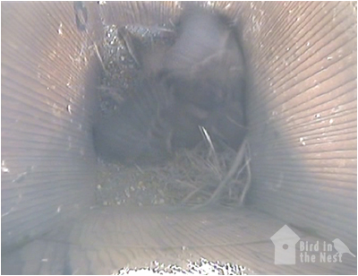 Female House Sparrow Nest Wiggles