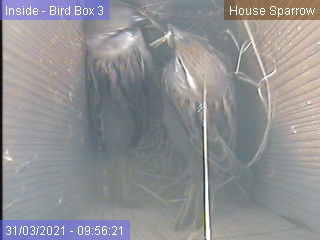 Nest building started in Box 3