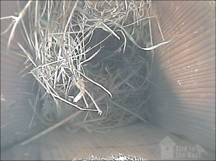 Nest inside Box 3 as of 3rd April 2021