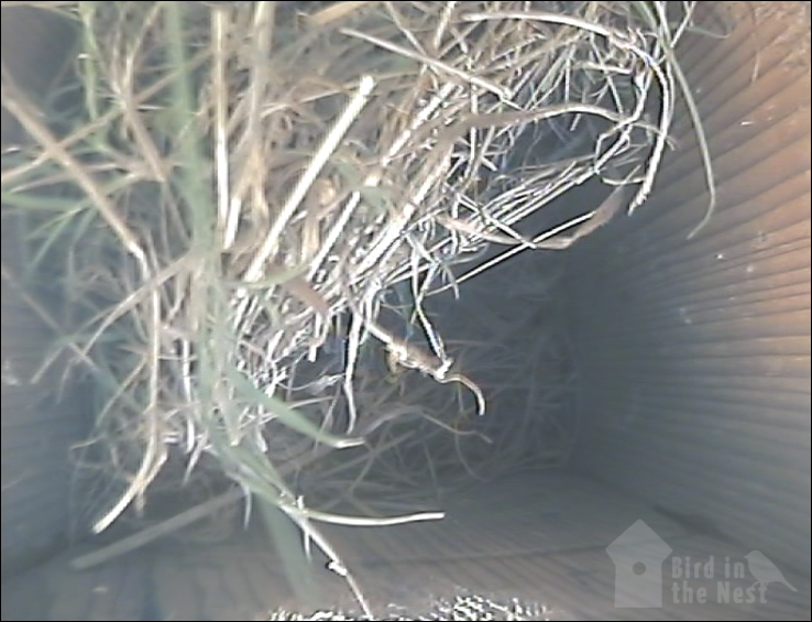 Nest inside Box 3 as of 4th April 2021