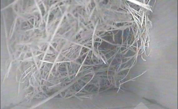 Nest inside Box 3 as of 6th April 2021