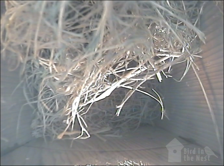 Nest inside Box 3 as of 7th April 2021