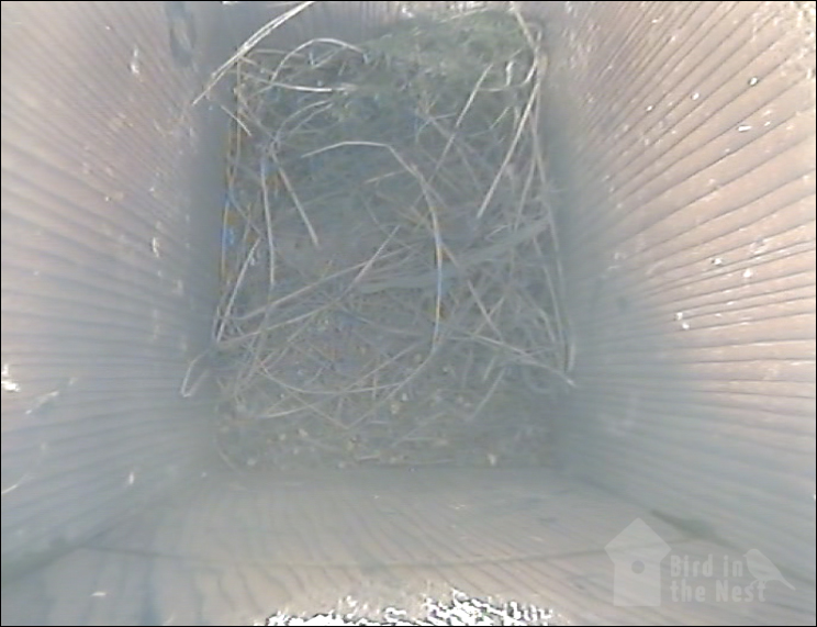 Nest inside Box 3 as of 31st March 2021