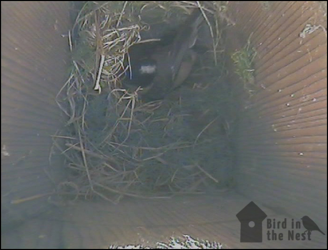 Coal Tit In The Nest