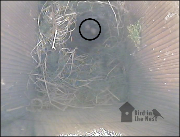 Coal Tit Nest - 2 Eggs?