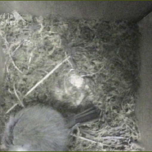 Great Tit Nest - As of 27th March 2025