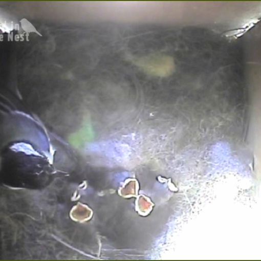 Six Healthy Great Tit Chicks