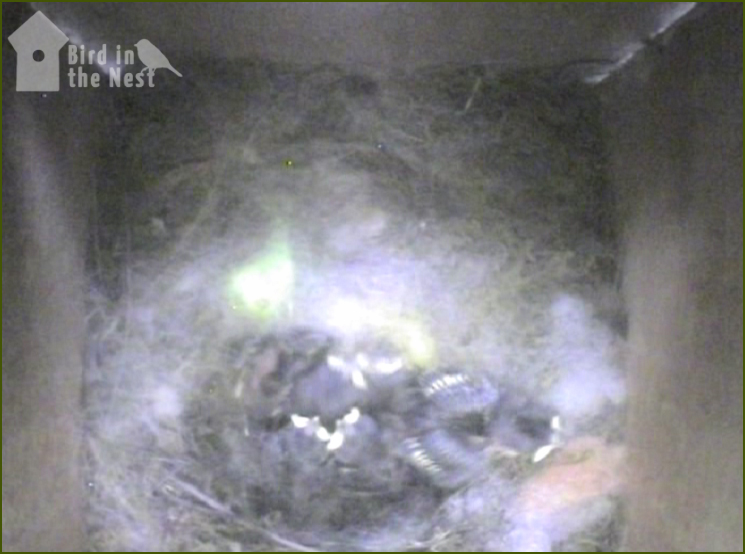 The Chicks Are Starting To Show The First Signs Of Wing Feathers Developing