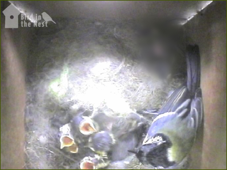 The Male Has Continued To Help Feed The Chicks