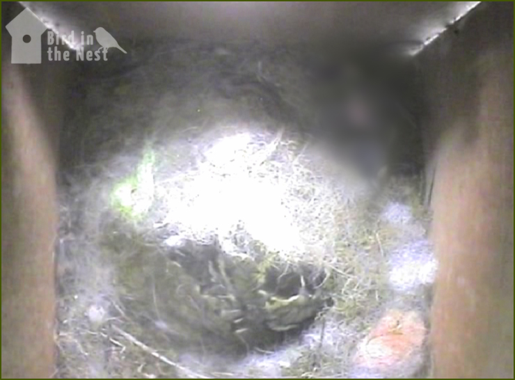 The Female Has Made The Nest Cup Bigger And Now The Chick Keep Under The Soft Material