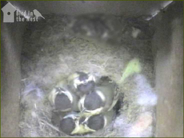 Five Young Great Tits