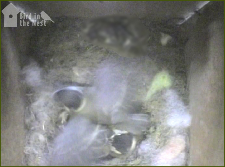 Wing Flapping & Testing