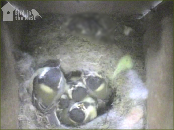 One Young Great Tit Explores The Nest