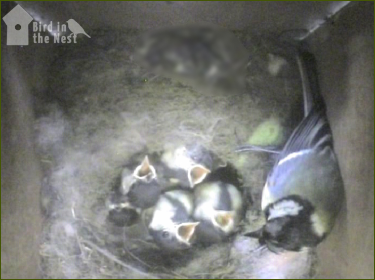 The Male Is Still Helping With Food Deliveries