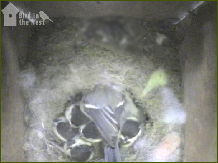 The Female Is Still Keeping The Nest Clean