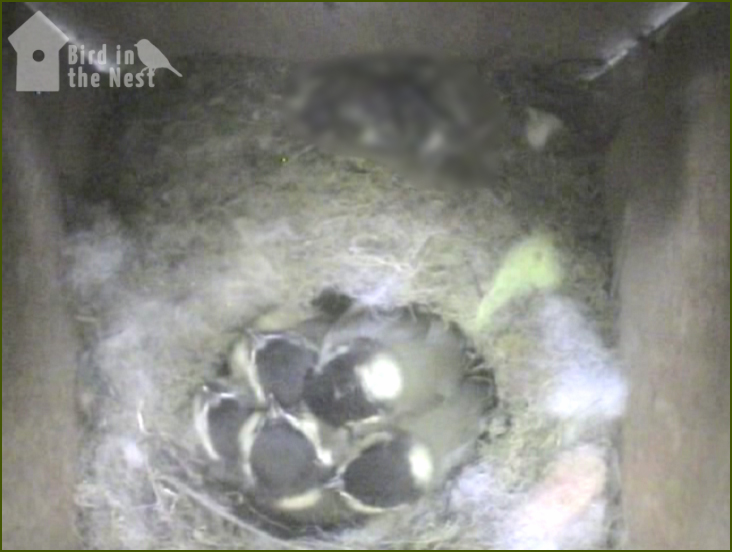 One Their Own Tonight