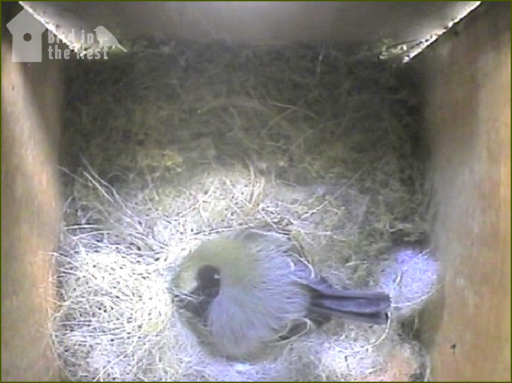 Female asleep on the nest