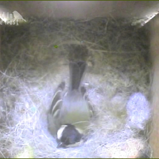 Full Time Incubation Started