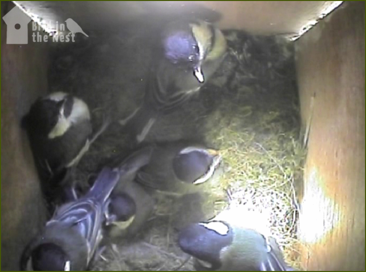 Male Great Tit Comes To Inspect And Encourage The Chicks Out Of The Box