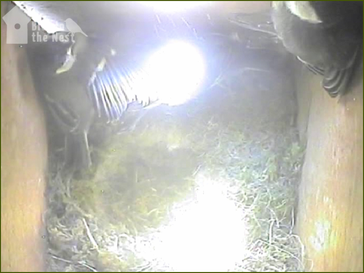 1st Chick Fledged - 09:17am