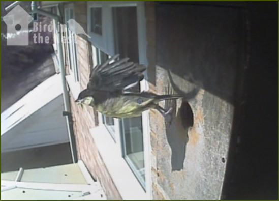 2nd Chick Fledged - 10:17am