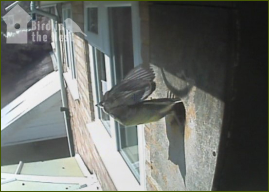 And The 4th. Fledged at 10:18am