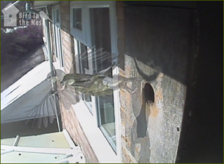 Camera Image Captured Of A Chick Leaving - Spooky!