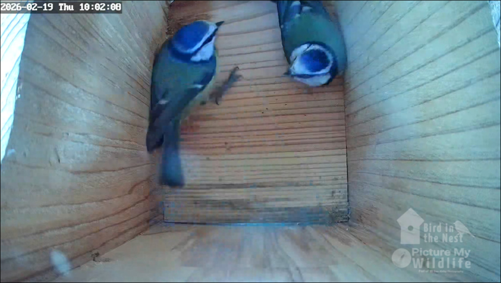 Male & Female Blue Tit