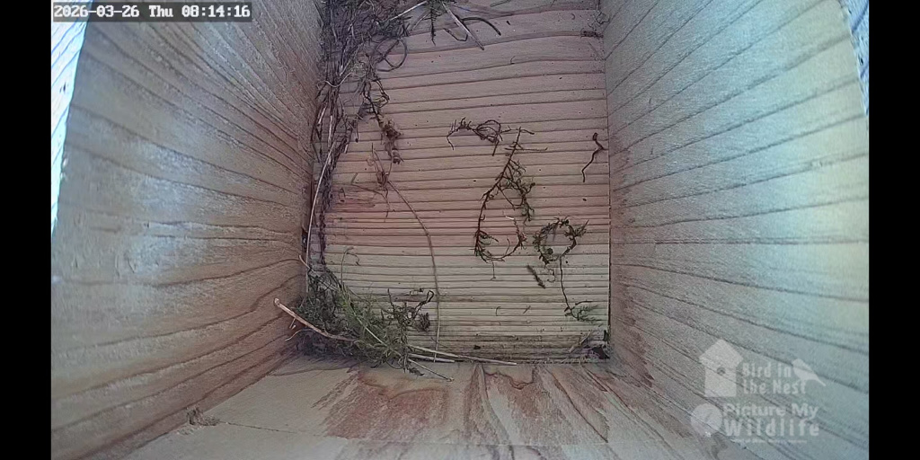 Nesting started in Box 2