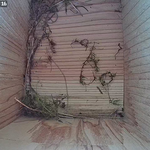 Nesting started in Box 2