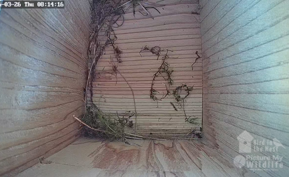 Nesting started in Box 2